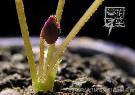 Oxalis obliquifolia4.jpg