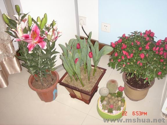 ������С DSC02135.JPG