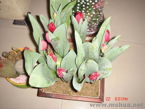 ������С DSC02129.JPG