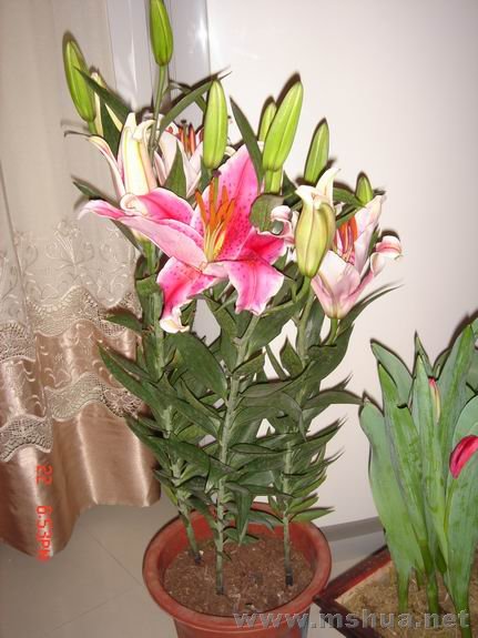 ������С DSC02134.JPG