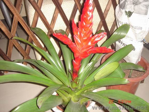 ������С DSC02131.JPG