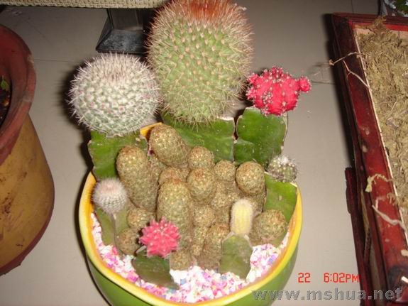 ������С DSC02133.JPG