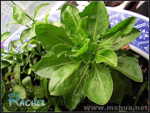 ɽ���͵ıȽϰ�׳