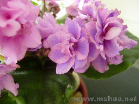 ��ɫ�����ɣ����Ʋ����ȶ�