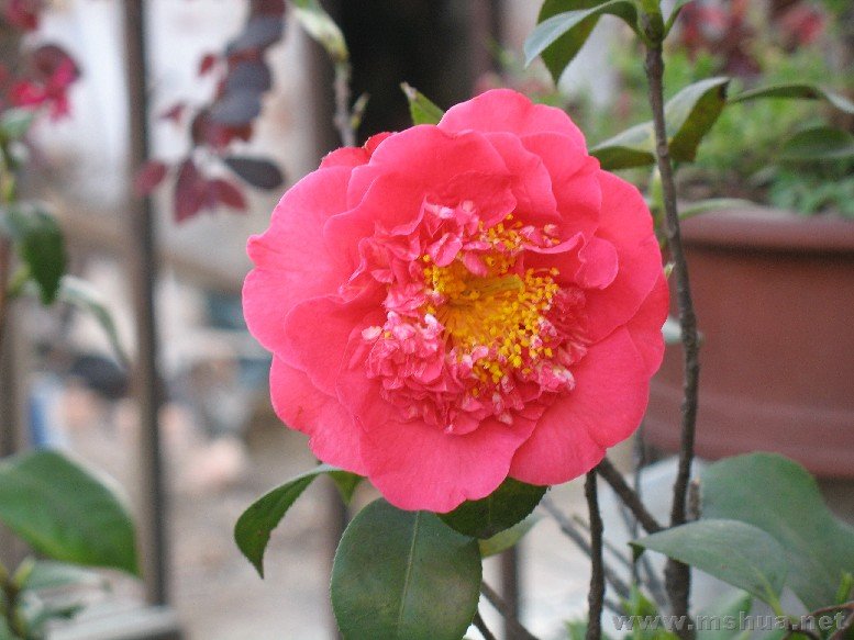 BigBull_07��3 103.jpg