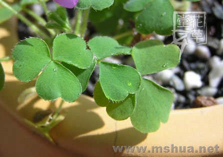 Oxalis zeekoevleyensis 11.jpg