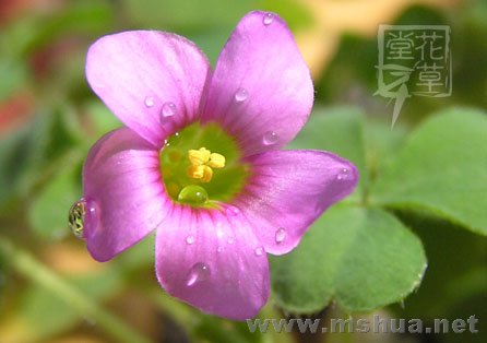 Oxalis zeekoevleyensis 13.jpg
