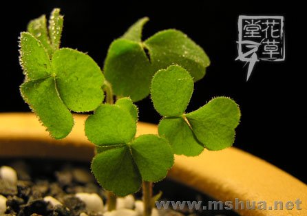 Oxalis zeekoevleyensis 5.jpg