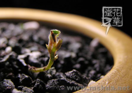 Oxalis zeekoevleyensis 4.jpg