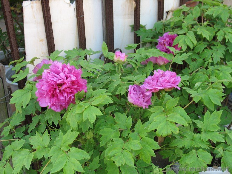 BigBull_07��3 100.jpg