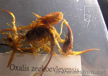 Oxalis zeekoevleyensis 1.jpg