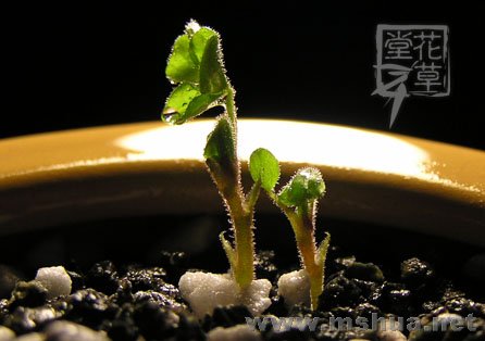 Oxalis zeekoevleyensis 2.jpg