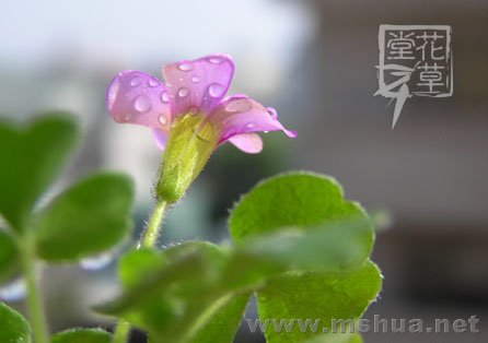 Oxalis zeekoevleyensis 9.jpg