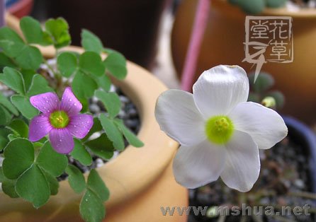 Oxalis zeekoevleyensis 10.jpg