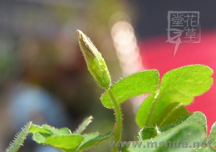 Oxalis zeekoevleyensis 7.jpg