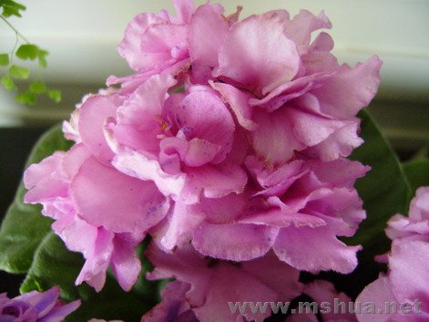 ��ɫ����㣬��