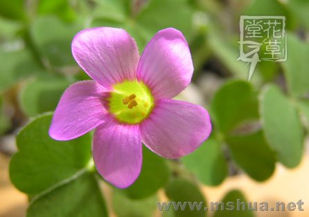 Oxalis zeekoevleyensis 8.jpg