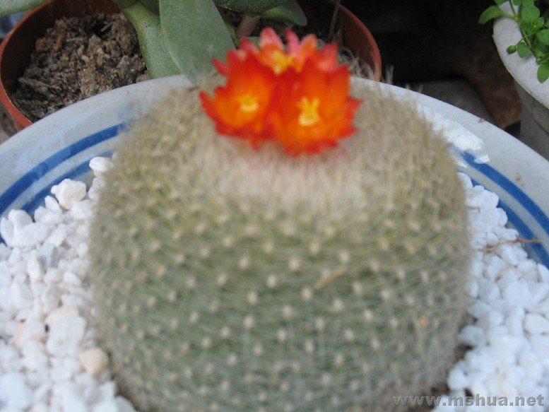 BigBull_07��3 090.jpg