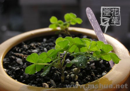 Oxalis zeekoevleyensis 6.jpg