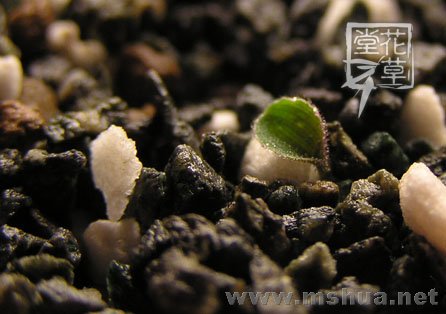 Oxalis zeekoevleyensis 3.jpg