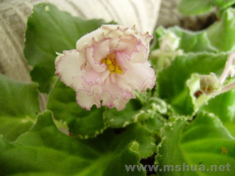 �ƺ�����һ���Ҷ��