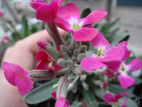 ��ֲ��ɹ���������