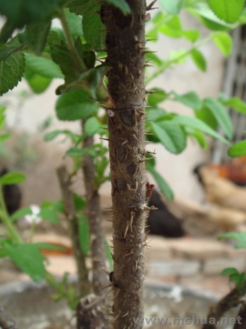 ��ֵĿ�õ��