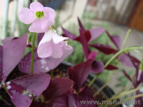 �����ϵ�С�һ�