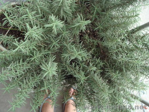 ���Ե�����ҽ�