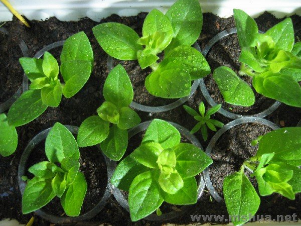 ����С������С�������ţ