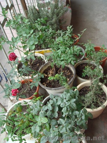 ������Ҷ�ӵ��¼�