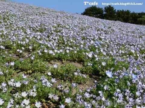 ��ϲ�����ţ�5�㻨��