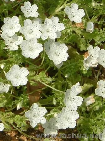 ��ɫϸ��ɫ�㡡snowstorm