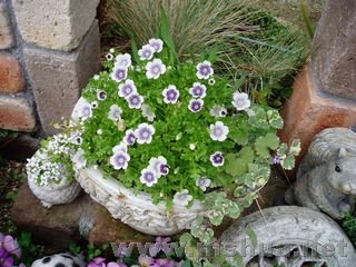 ��˵ֻ���ձ��е���ݮ blueberry