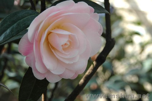 ����ͼͯ����