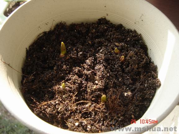 ������С DSC02152.JPG