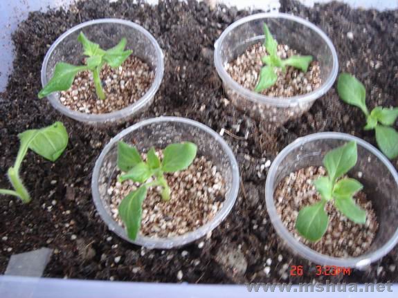 ������С DSC02174.JPG