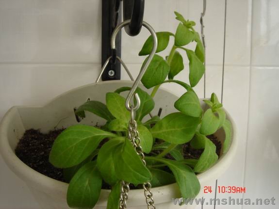 ������С DSC02145.JPG