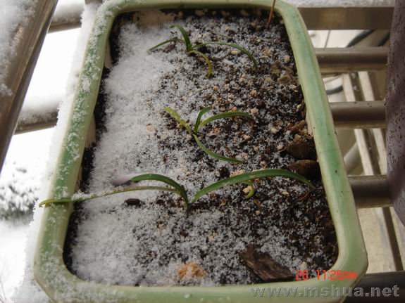 ������С DSC02162.JPG