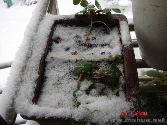 ������С DSC02163.JPG