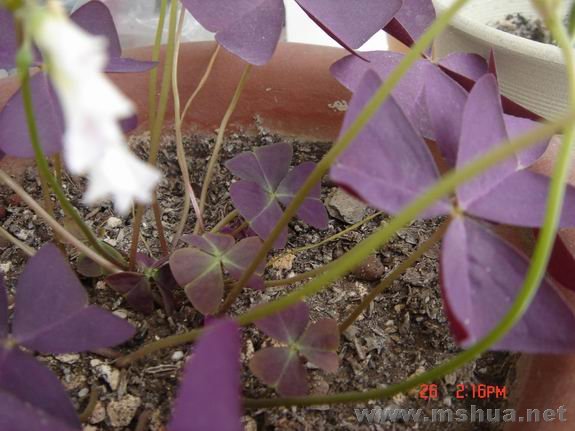 ������С DSC02170.JPG