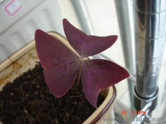 ������С DSC02169.JPG