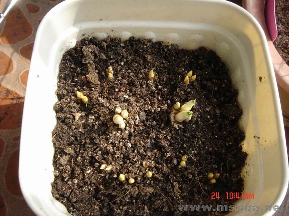 ������С DSC02151.JPG