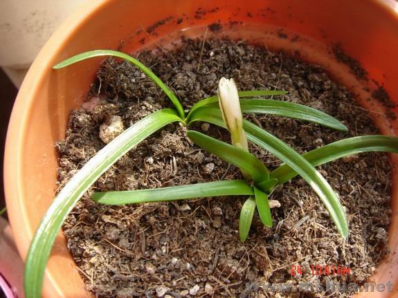 ������С DSC02150.JPG