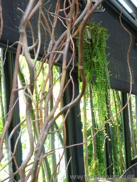 ССһ���裬�����ܳ���һ�׶೤