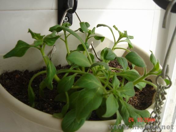 ������С DSC02146.JPG