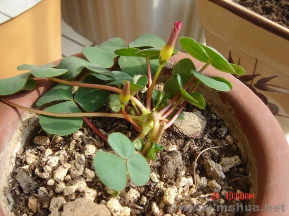 ������С DSC02148.JPG