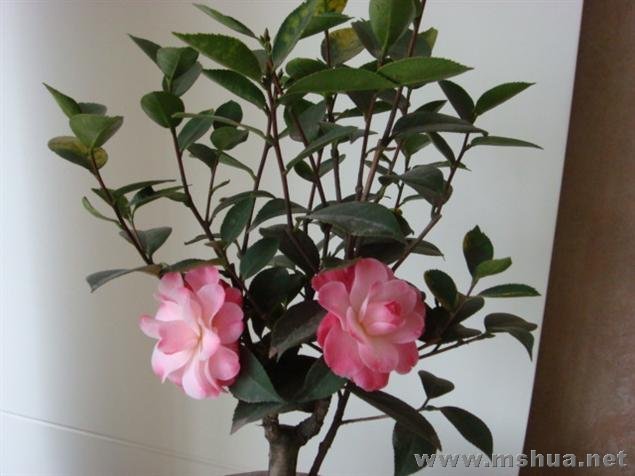 20080120_1ce78b42d030047dd22dNUccuN1vcXxi.jpg
