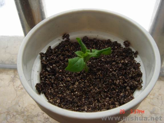 ������С DSC02176.JPG