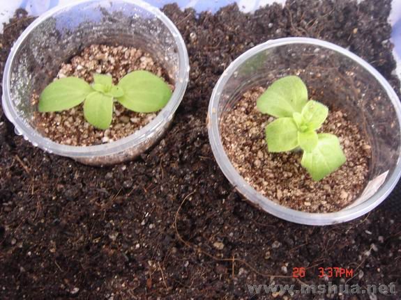 ������С DSC02177.JPG